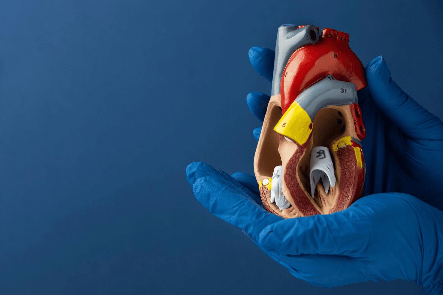 cardiac-overview.png